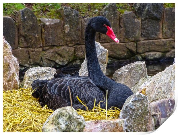 Black Swan Nesting Print by Jane Metters