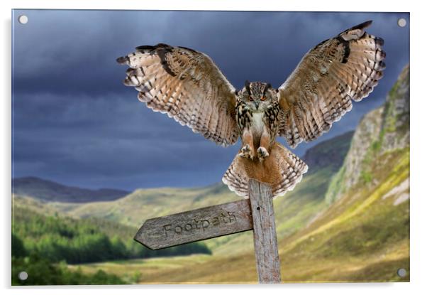 Eagle Owl (Bubo bubo) Landing on Signpost Acrylic by Arterra 