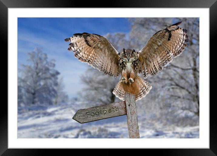 Eagle Owl (Bubo bubo) in the Snow in Winter Framed Mounted Print by Arterra 