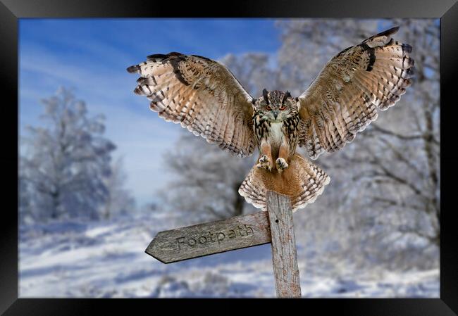 Eagle Owl (Bubo bubo) in the Snow in Winter Framed Print by Arterra 