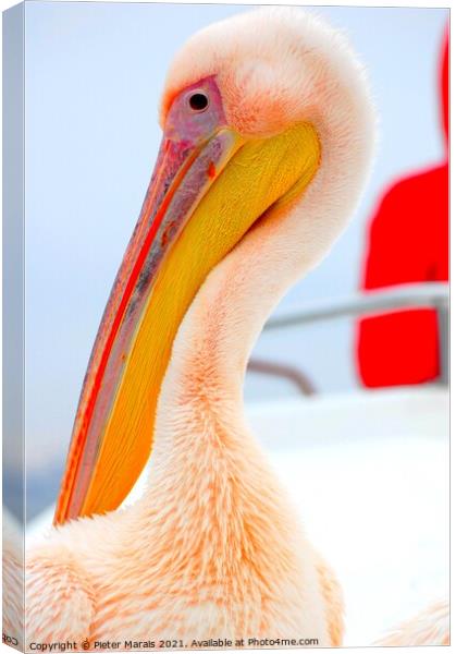 Pelican close up Canvas Print by Pieter Marais