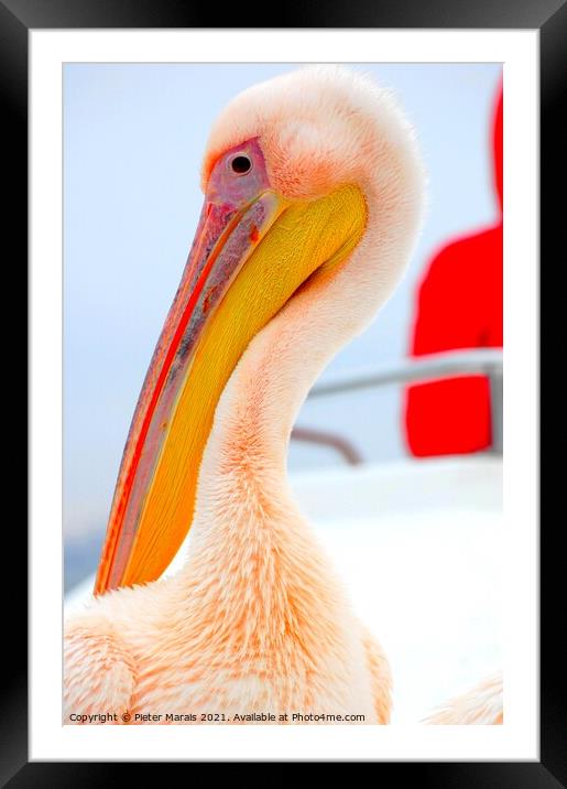 Pelican close up Framed Mounted Print by Pieter Marais
