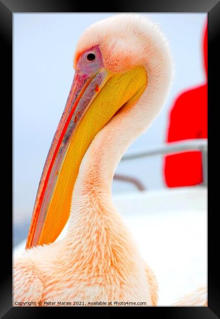 Pelican close up Framed Print by Pieter Marais