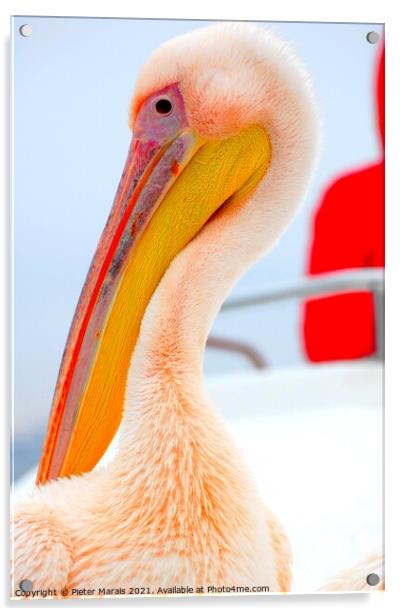 Pelican close up Acrylic by Pieter Marais