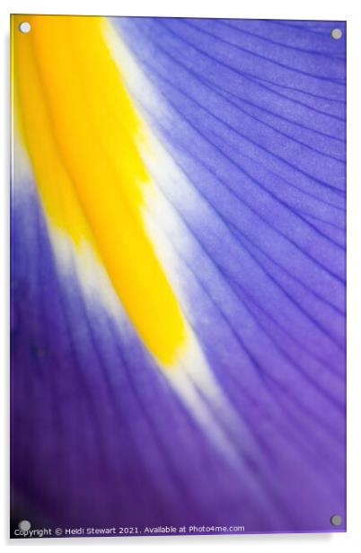 Iris Acrylic by Heidi Stewart