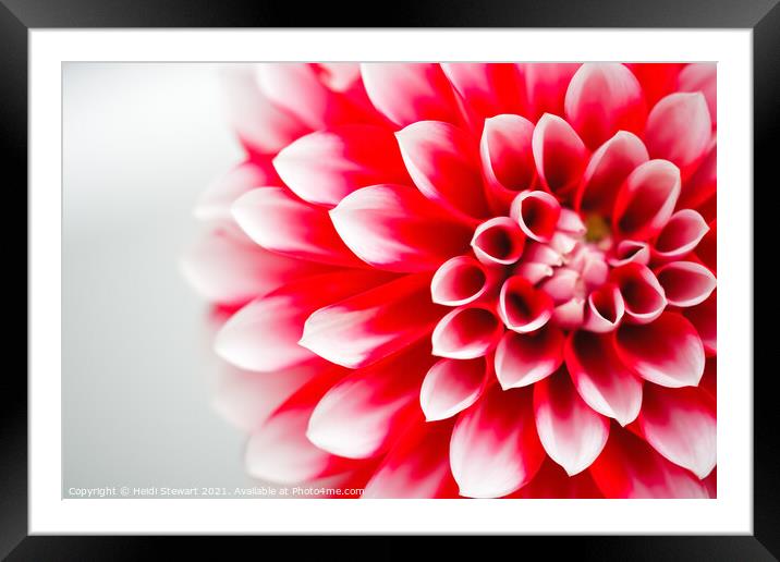 Red and White Dahlia Flower Framed Mounted Print by Heidi Stewart