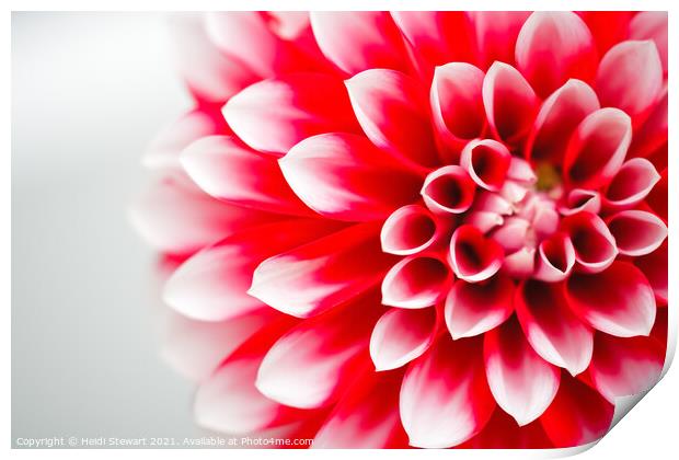Red and White Dahlia Flower Print by Heidi Stewart
