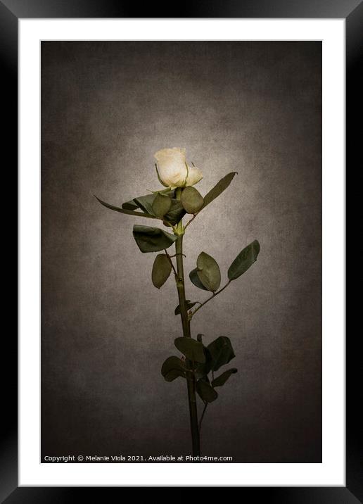 Graceful white Rose | vintage style  Framed Mounted Print by Melanie Viola