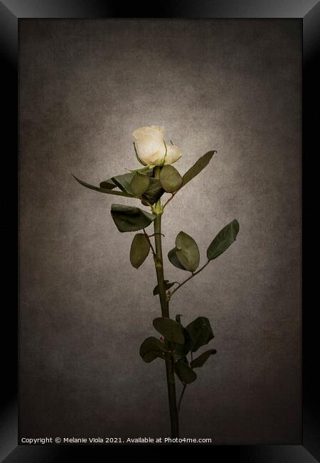 Graceful white Rose | vintage style  Framed Print by Melanie Viola