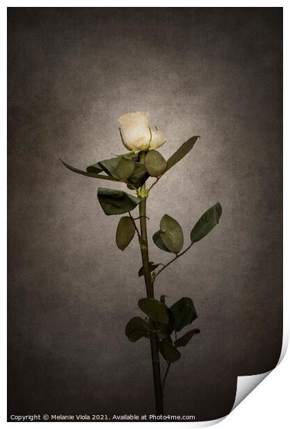 Graceful white Rose | vintage style  Print by Melanie Viola