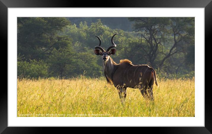 Greater kudu bull (Tragelaphus strepsiceros) at dusk, Kraalkop Nature Reserve, North West, South Africa. Framed Mounted Print by Adrian Turnbull-Kemp