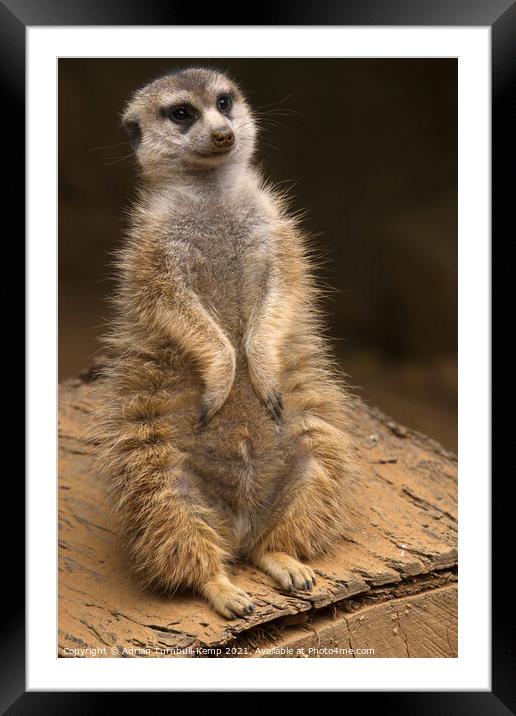 Meerkat sentinel #2, Hartbeespoort, North West, South Africa Framed Mounted Print by Adrian Turnbull-Kemp