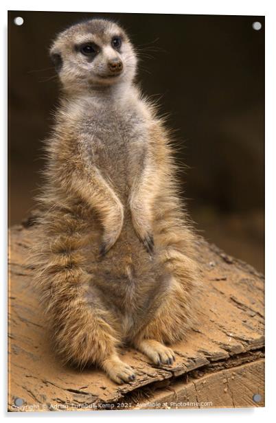 Meerkat sentinel #2, Hartbeespoort, North West, South Africa Acrylic by Adrian Turnbull-Kemp