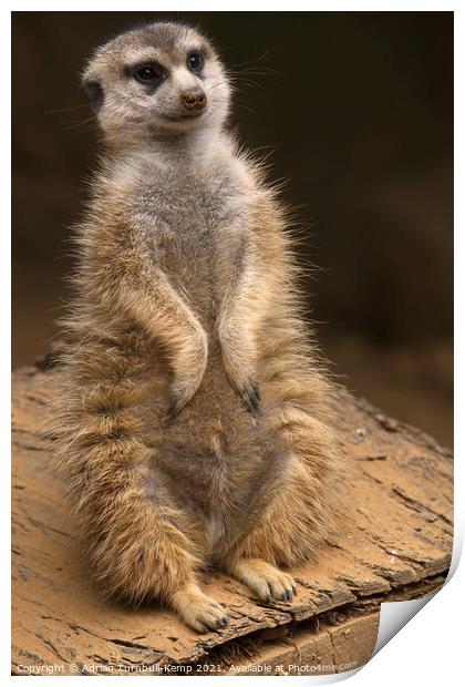 Meerkat sentinel #2, Hartbeespoort, North West, South Africa Print by Adrian Turnbull-Kemp