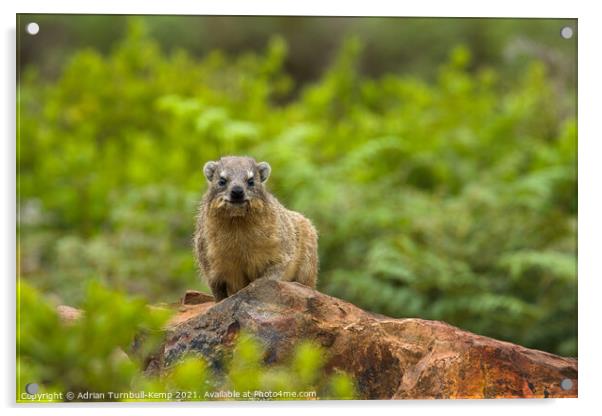 Hydrax (Procavia capensis), Kraalkop Nature Reserve, North West, South Africa.A brown bear sitting on a rock Acrylic by Adrian Turnbull-Kemp