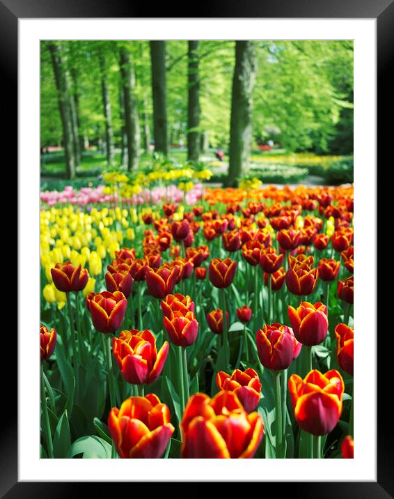 Border of Tulips at Keukenhof, Holland Framed Mounted Print by Neil Overy