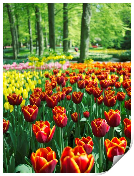 Border of Tulips at Keukenhof, Holland Print by Neil Overy