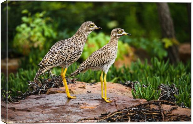 Spotted thick-knees (Burhinus capensis), Fochville, Gauteng, South Africa. Canvas Print by Adrian Turnbull-Kemp