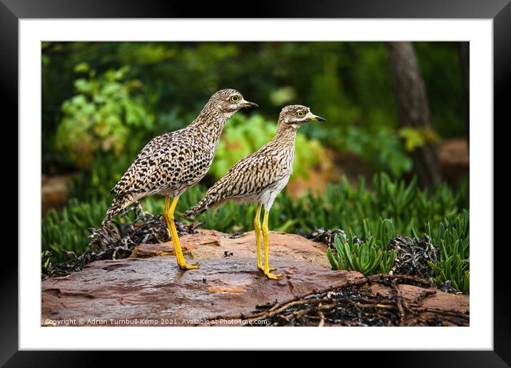 Spotted thick-knees (Burhinus capensis), Fochville, Gauteng, South Africa. Framed Mounted Print by Adrian Turnbull-Kemp