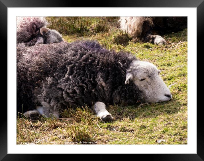 A dozing Herwick Lakeland sheep lying on grass Framed Mounted Print by Photimageon UK