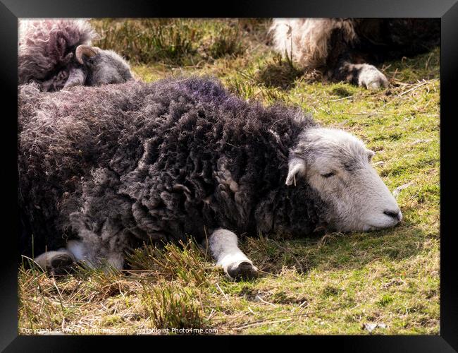 A dozing Herwick Lakeland sheep lying on grass Framed Print by Photimageon UK