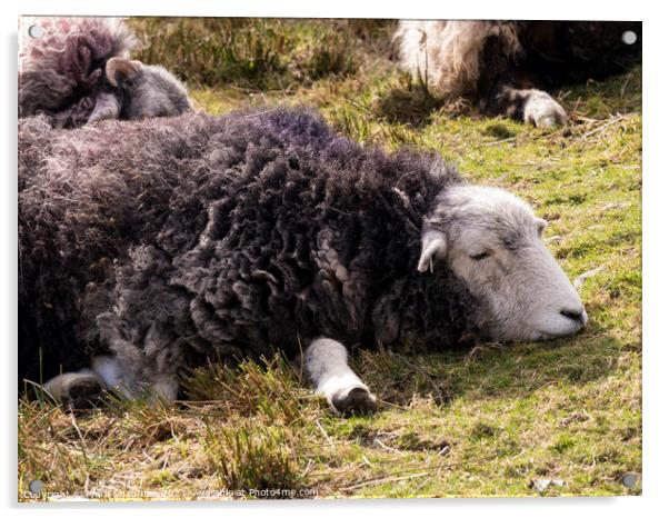 A dozing Herwick Lakeland sheep lying on grass Acrylic by Photimageon UK