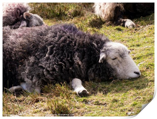 A dozing Herwick Lakeland sheep lying on grass Print by Photimageon UK