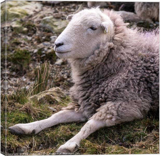 A woolly Lakeland Herdwick sheep lying on grass Canvas Print by Photimageon UK