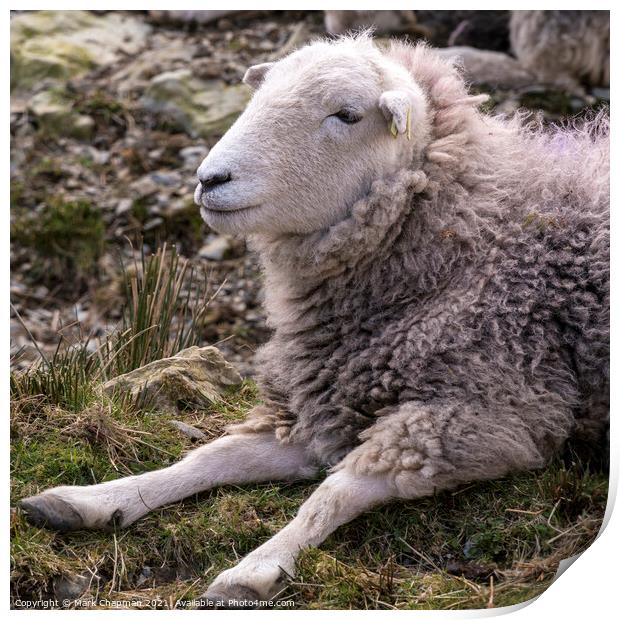 A woolly Lakeland Herdwick sheep lying on grass Print by Photimageon UK