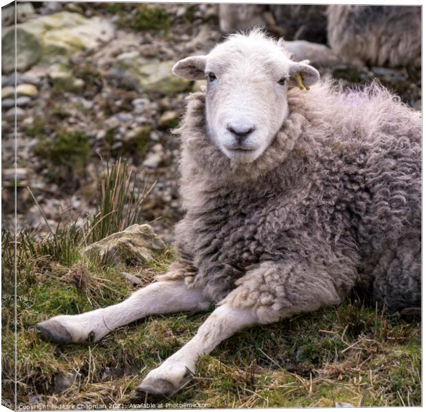 A woolly Lakeland Herdwick sheep lying on grass Canvas Print by Photimageon UK