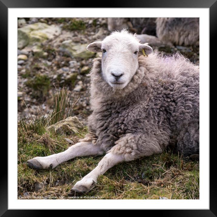 A woolly Lakeland Herdwick sheep lying on grass Framed Mounted Print by Photimageon UK
