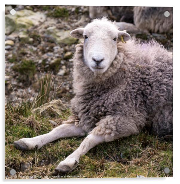 A woolly Lakeland Herdwick sheep lying on grass Acrylic by Photimageon UK