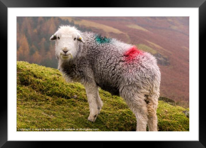 Herdwick sheep with dye patches on woolly fleece standing on Lake District hillside  Framed Mounted Print by Photimageon UK