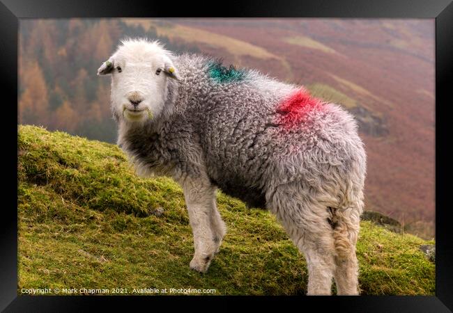 Herdwick sheep with dye patches on woolly fleece standing on Lake District hillside  Framed Print by Photimageon UK