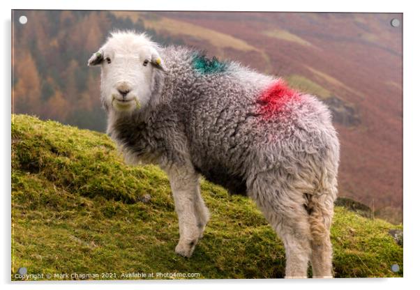Herdwick sheep with dye patches on woolly fleece standing on Lake District hillside  Acrylic by Photimageon UK