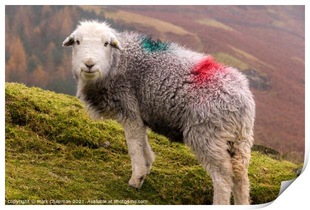Herdwick sheep with dye patches on woolly fleece standing on Lake District hillside  Print by Photimageon UK