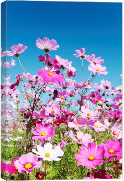 Field of Cosmos Flowers Canvas Print by Neil Overy
