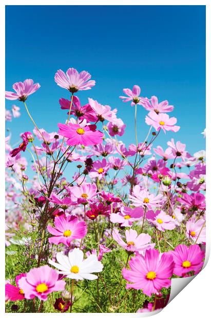 Field of Cosmos Flowers Print by Neil Overy