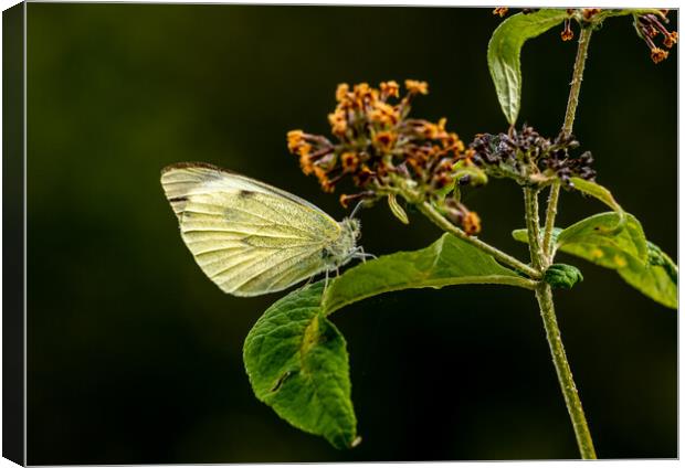 Large White Cabbage Butterfly. Canvas Print by Colin Allen