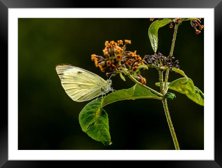 Large White Cabbage Butterfly. Framed Mounted Print by Colin Allen