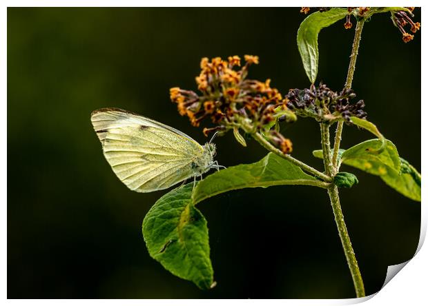 Large White Cabbage Butterfly. Print by Colin Allen