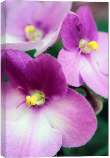 African Violet Flower Canvas Print by Neil Overy
