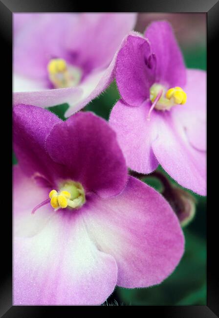 African Violet Flower Framed Print by Neil Overy