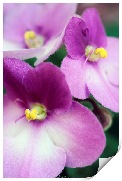 African Violet Flower Print by Neil Overy