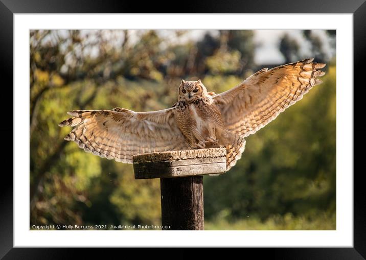 Eagle Owl  Framed Mounted Print by Holly Burgess