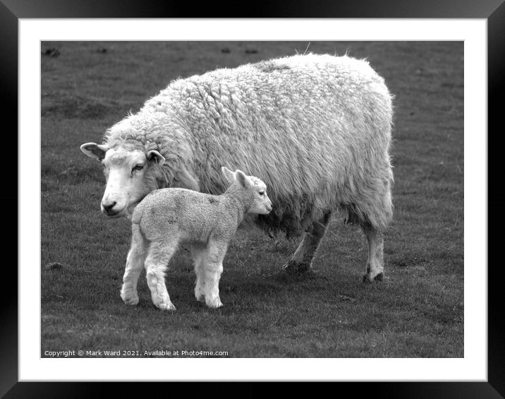 Ewe with Lamb. Framed Mounted Print by Mark Ward