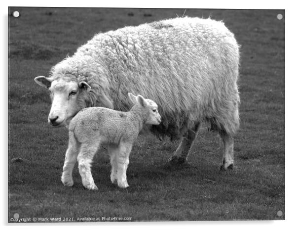 Ewe with Lamb. Acrylic by Mark Ward