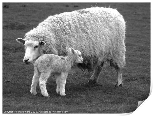 Ewe with Lamb. Print by Mark Ward
