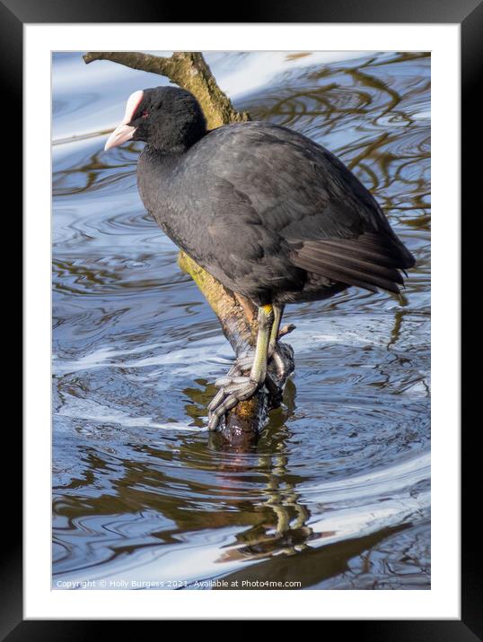 Coot, rail bird Framed Mounted Print by Holly Burgess