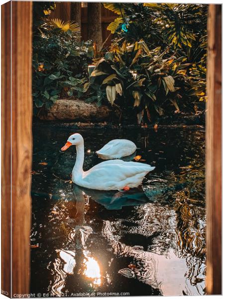 Duck in the wild Canvas Print by Eduard M